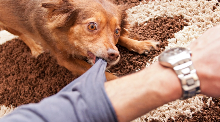 dog bite lawyer